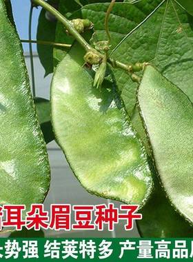 猪耳朵扁豆种子农家绿眉豆种孑高产阳台庭院爬藤蔬菜绿色蔬果扁豆