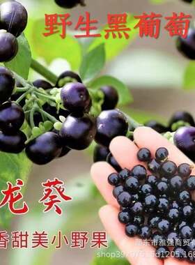 野生龙葵种子黑悠悠特色水果种春夏秋四季盆栽蔬菜种籽
