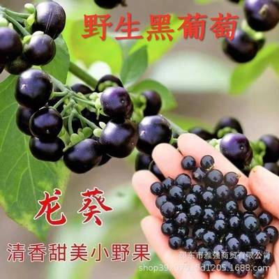 野生龙葵种子黑悠悠特色水果种春夏秋四季盆栽蔬菜种籽