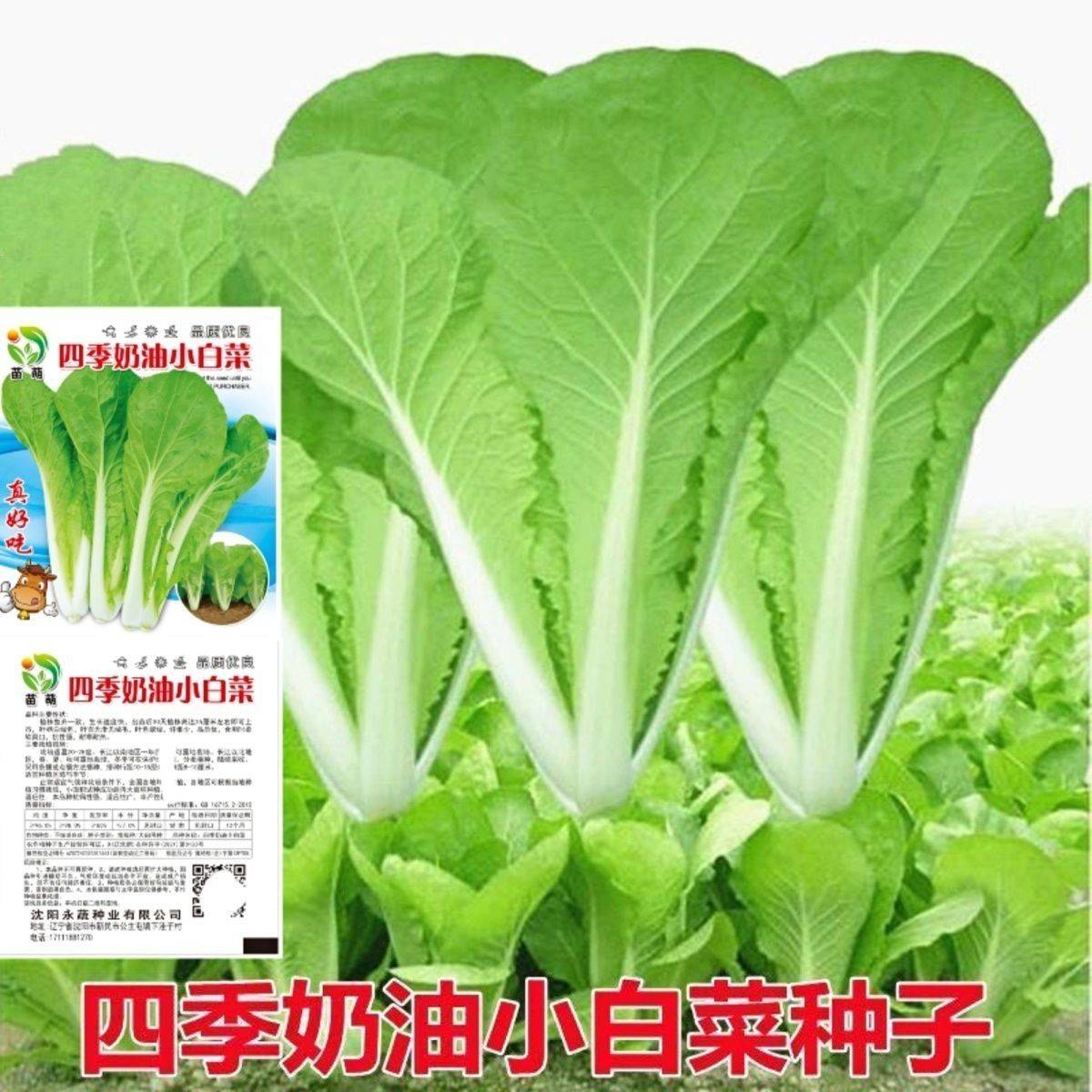 奶油小白菜种子耐热速生快菜种子早熟小青菜阳台盆栽四季蔬菜种籽