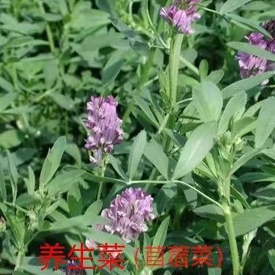 食用苜蓿菜种子养生野菜籽夏季紫花苜蓿芽四季野生多年生蔬菜种籽