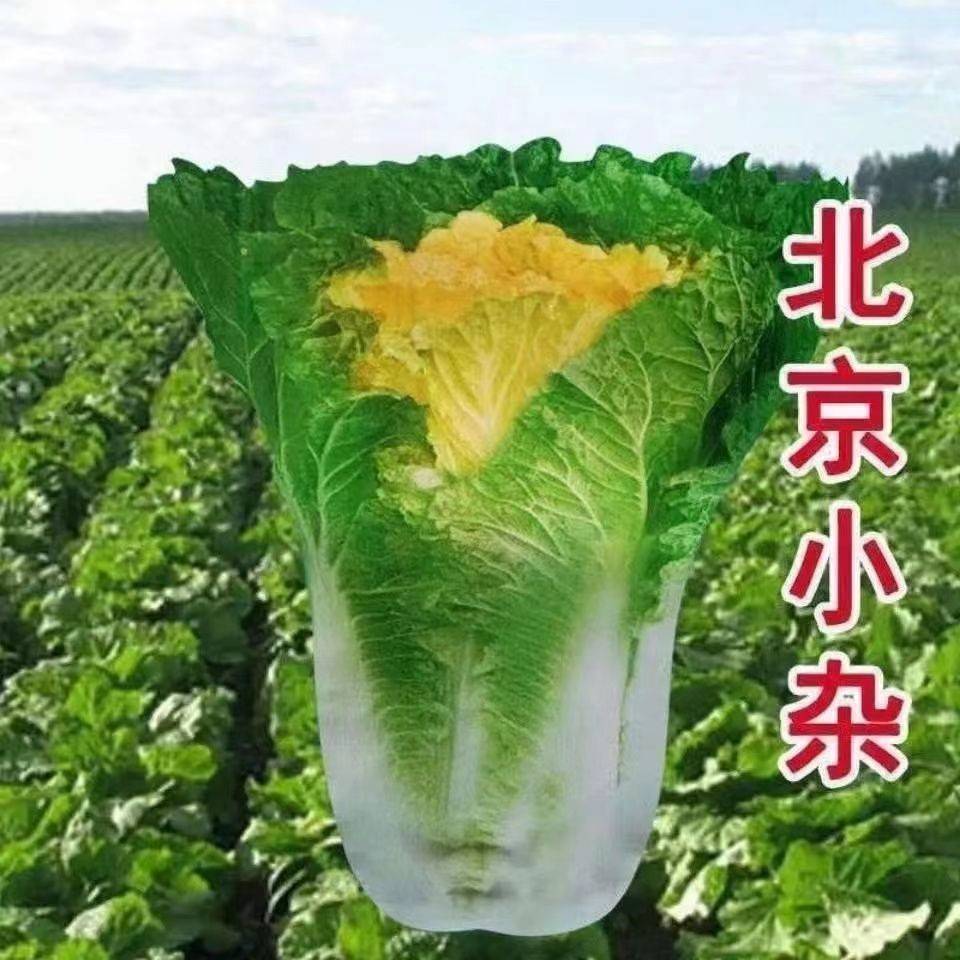 北京小杂56早熟黄心大白菜种子春秋包心白菜种高产抗病蔬菜种子