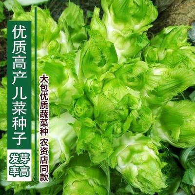 正宗四川儿菜种子早熟抱子芥娃娃菜胖儿子菜冬秋季盆栽庭院蔬菜子