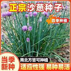 正宗内蒙古野生沙葱种子韭沙葱籽胡葱沙葱种子蔬菜种子耐寒四季播