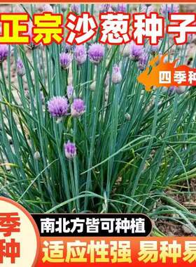 正宗内蒙古野生沙葱种子韭沙葱籽胡葱沙葱种子蔬菜种子耐寒四季播