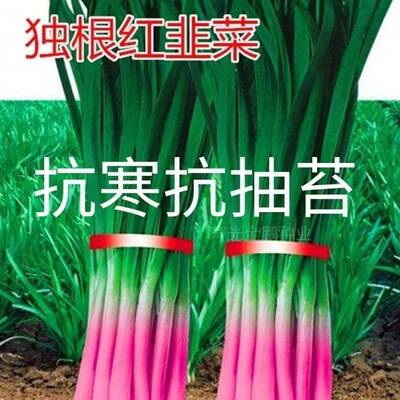 韭菜种子四季蔬菜种子宽叶大叶韭菜盆栽菜籽紫根韭菜春季韭菜种籽
