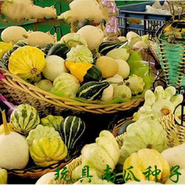 玩具南瓜种子观赏南瓜种子一年生果型可供玩赏观赏