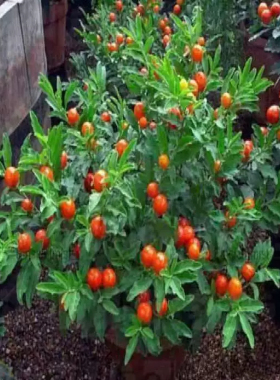 看豆种子冬叶珊瑚豆 多年生四季观果植物庭院阳台盆景红色圆球果