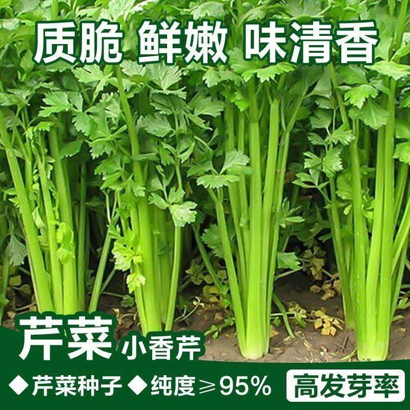 四季芹菜种子庭院种植盆栽小香芹种子芹菜籽蔬菜种子耐热农家芹菜