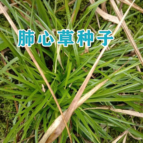野生肺经草种子二年生草本小肺心草肺筋草小肺筋草梅花草蛆儿草籽