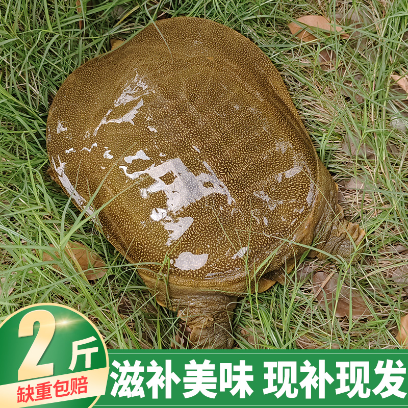 2斤甲鱼秋季鲜活滋补当天抓捕