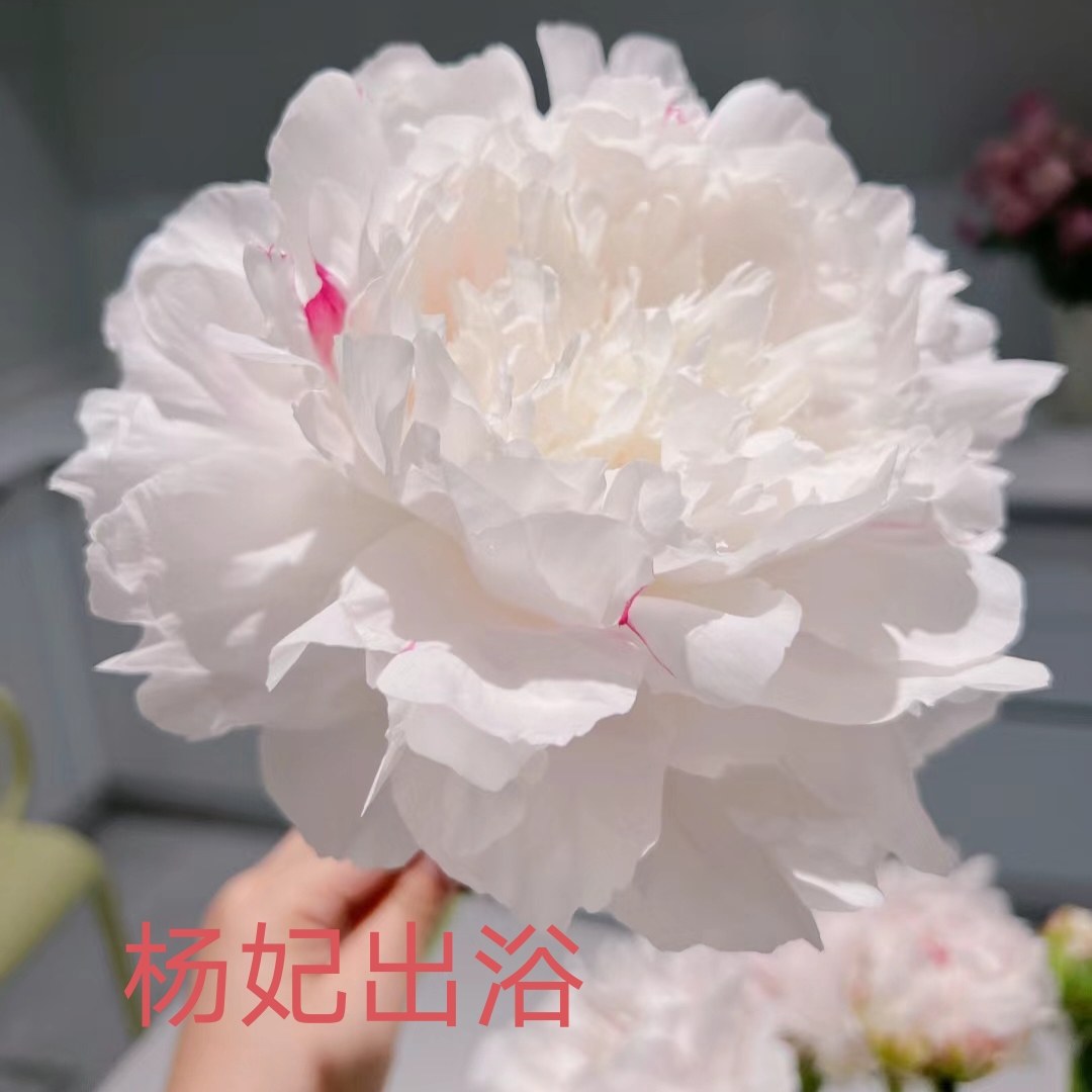 菏泽观赏千层重瓣芍药（杨妃出浴