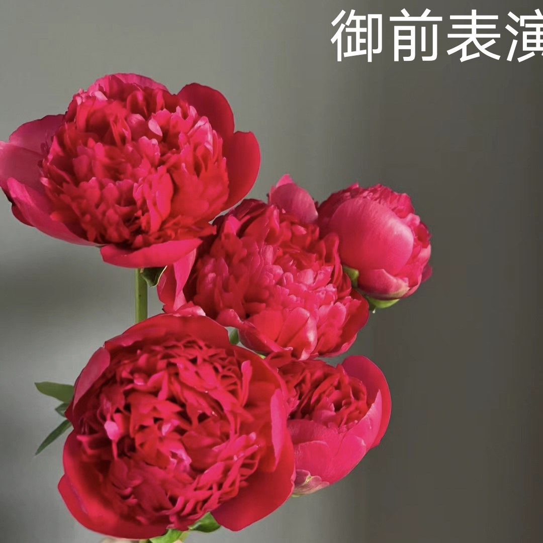 御前表演进口芍药苗秋天发苗菏泽原产地直发