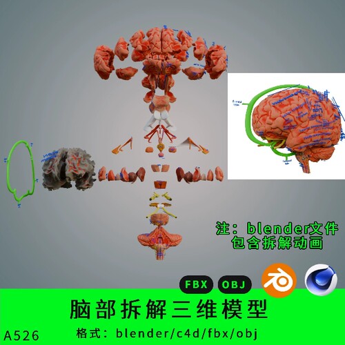 脑部拆解三维模型3d素材blender动画c4d/fbx/obj脑部结构解剖分解