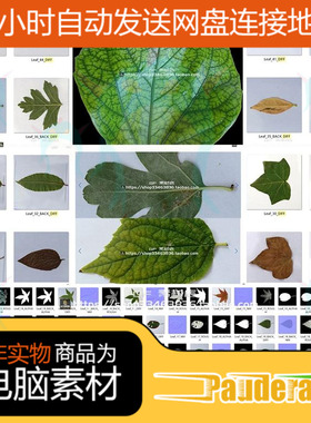真实树叶叶子颜色样式+遮罩+OP透明通道法线PBR贴图 62组 PB40