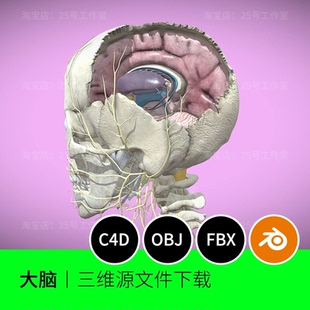 头骨大脑神经解剖脑干3D模型blender建模C4D素材OBJ文件器官1795