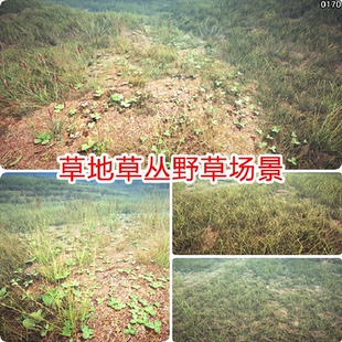 Unity3D写实草地植被场景资产地面植物草原地形贴图地编u3d模型包