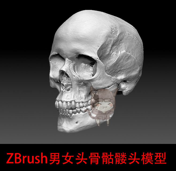 zbrush次时代游戏角色男女头骨骷髅头模型/3dmax头骨骨头高模模型