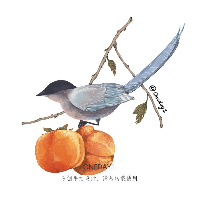 工笔画鸟柿子水墨水彩设计插画中国风插图平面设计绘图oneday1