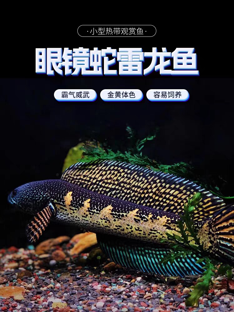 黄金眼镜蛇雷龙血斑雷龙七彩奶茶雷龙金尘雷龙食肉鱼观赏鱼热带鱼