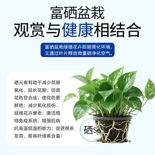 植物根腐净园艺养花盆栽绿植花卉兰花根腐病克星根腐抑制剂HB62