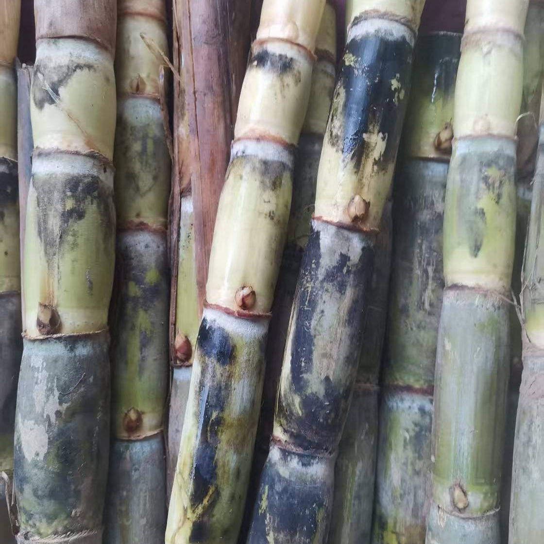 12根X30cm长泡沫箱发货青皮甘蔗种甘蔗芽苗种本地品种甘蔗芽子