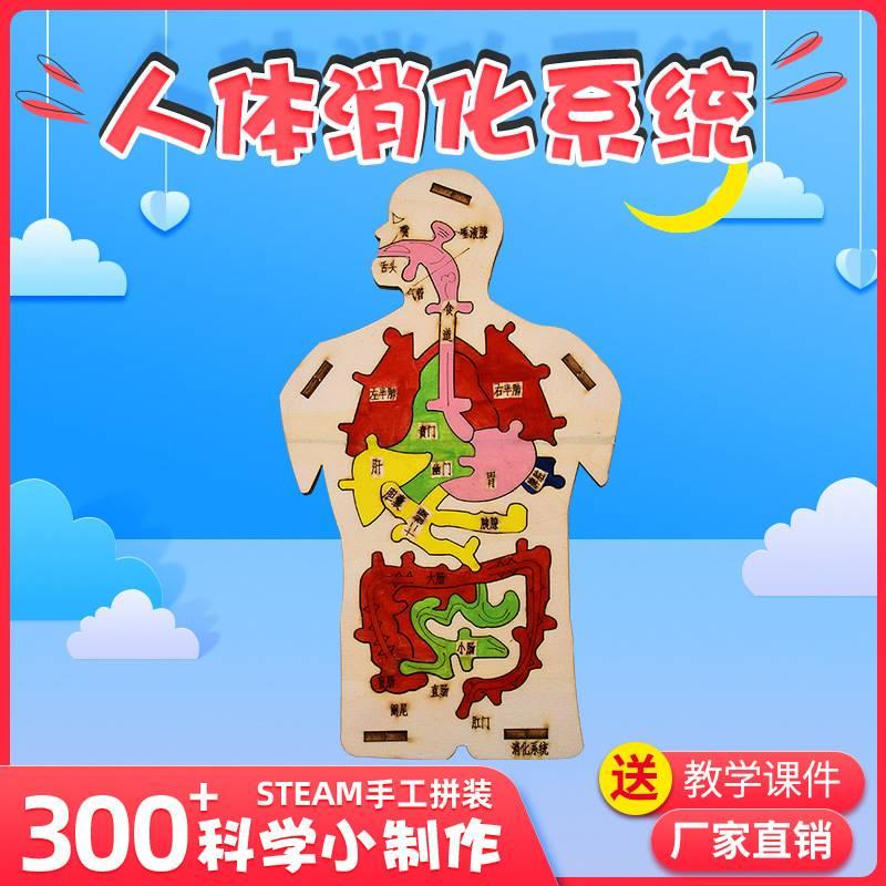 木质人体器官拼图模型科技小制作内脏科学实验认知DIY消化系统