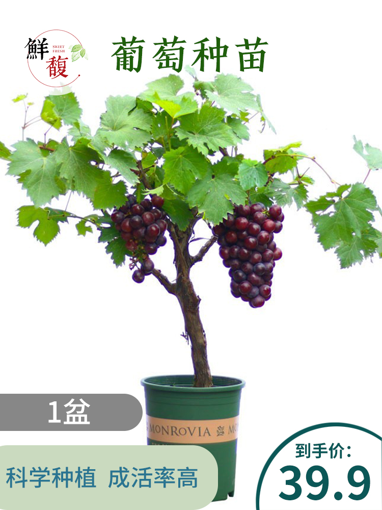 鲜馥 葡萄盆栽2盆葡萄苗四季阳台种植盆栽种菜
