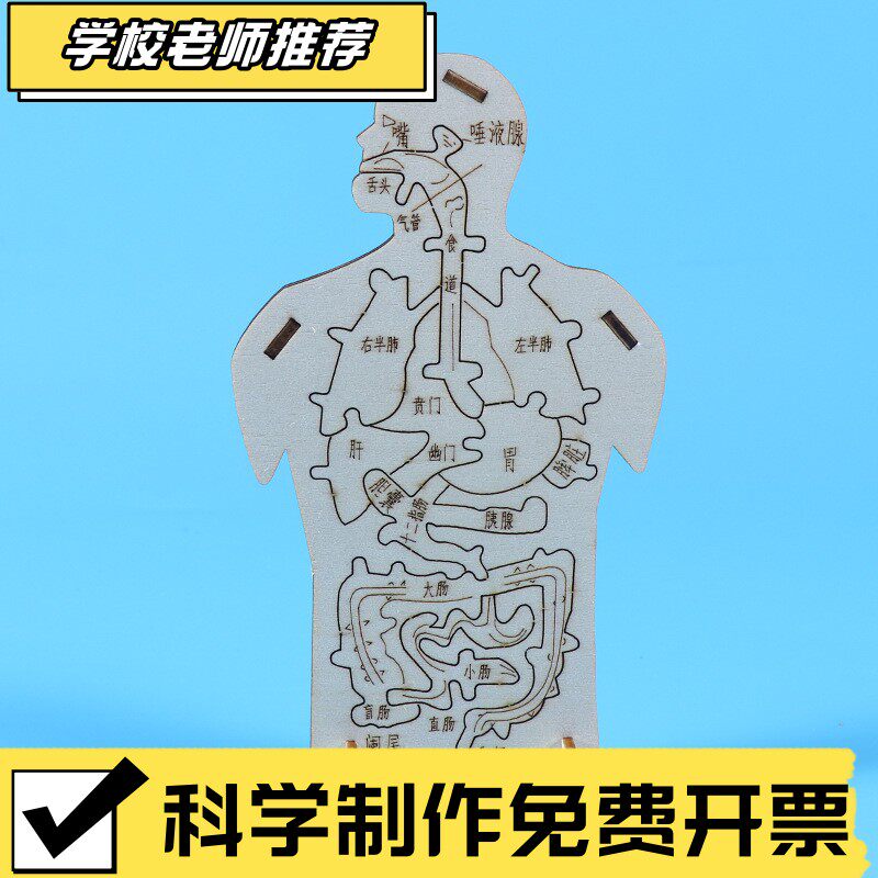 科技小制作内脏拼图模型科学实验认知 木质人体器官DIY消化系CX11