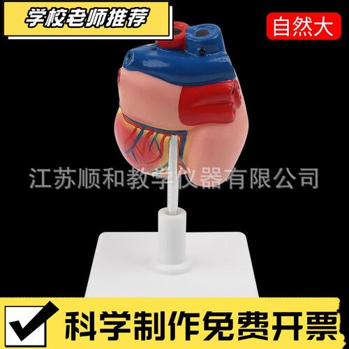 状元教育|心脏解剖模型自然大教学仪器1:1人体心脏解剖B超彩超声
