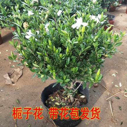 精品独杆小叶栀子花盆栽花卉带花苞室内阳台庭院香香花苗包邮