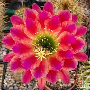 仙人球毛花柱彩草实生大花品种多肉植物室内防辐射易养盆栽