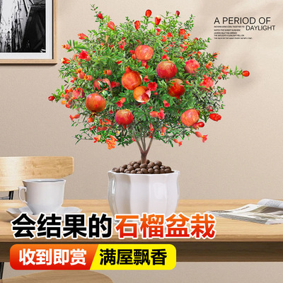 石榴花盆栽带花观赏果树苗室内客