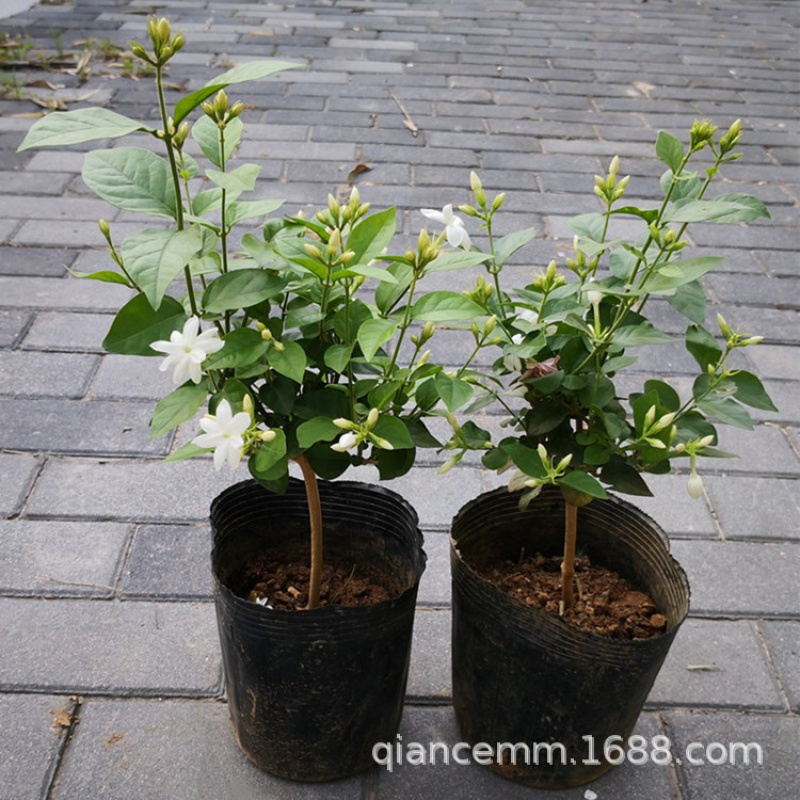 浓香型笔尖茉莉花苗盆栽室内阳台