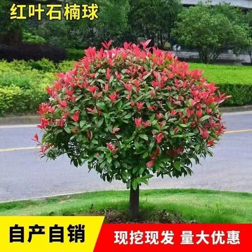 红叶石楠球树苗庭院耐寒耐旱室外