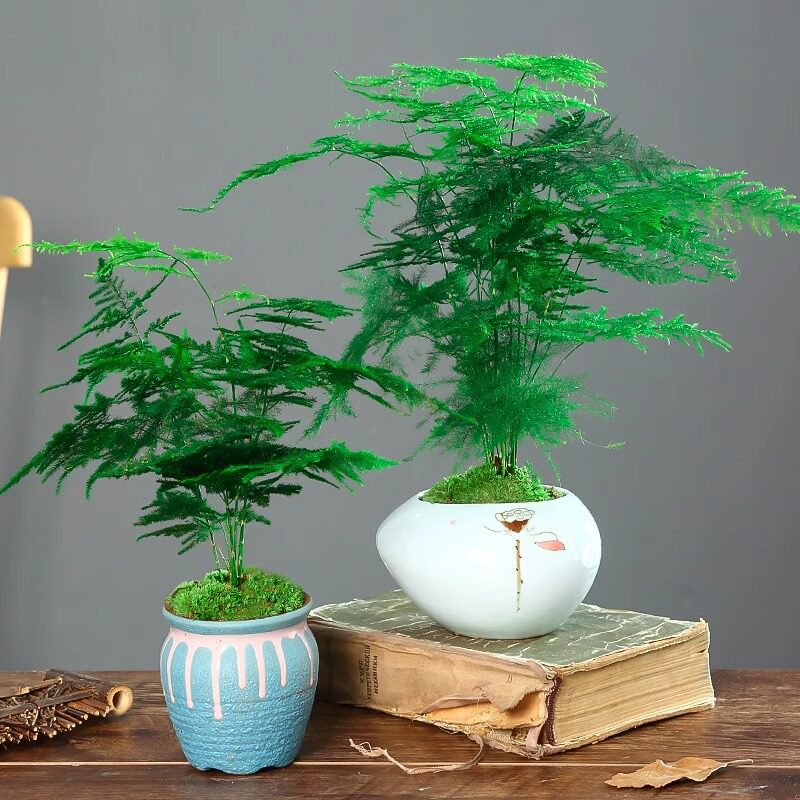 文竹盆栽植物室内懒人小绿植办公室水培客厅花卉大全四季常青盆景