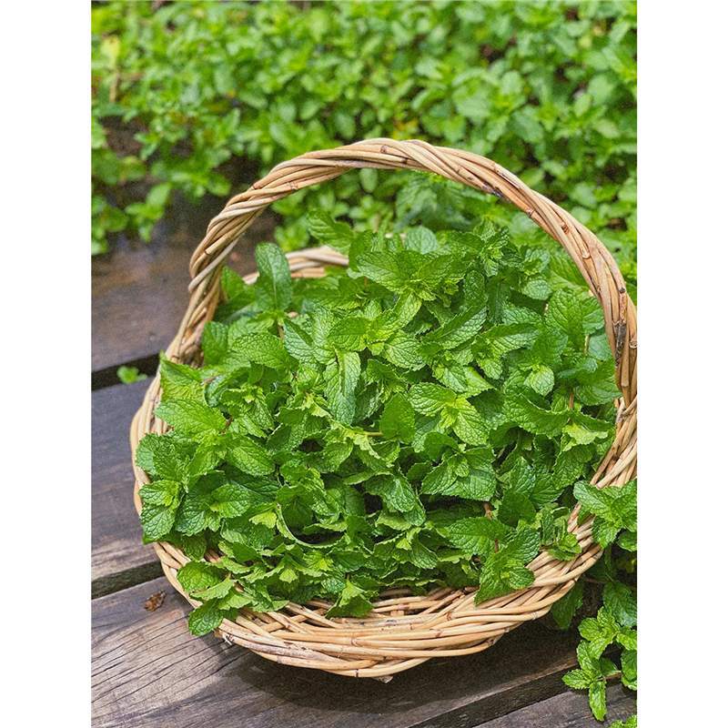 大盆薄荷盆栽可食用室内桌面绿植