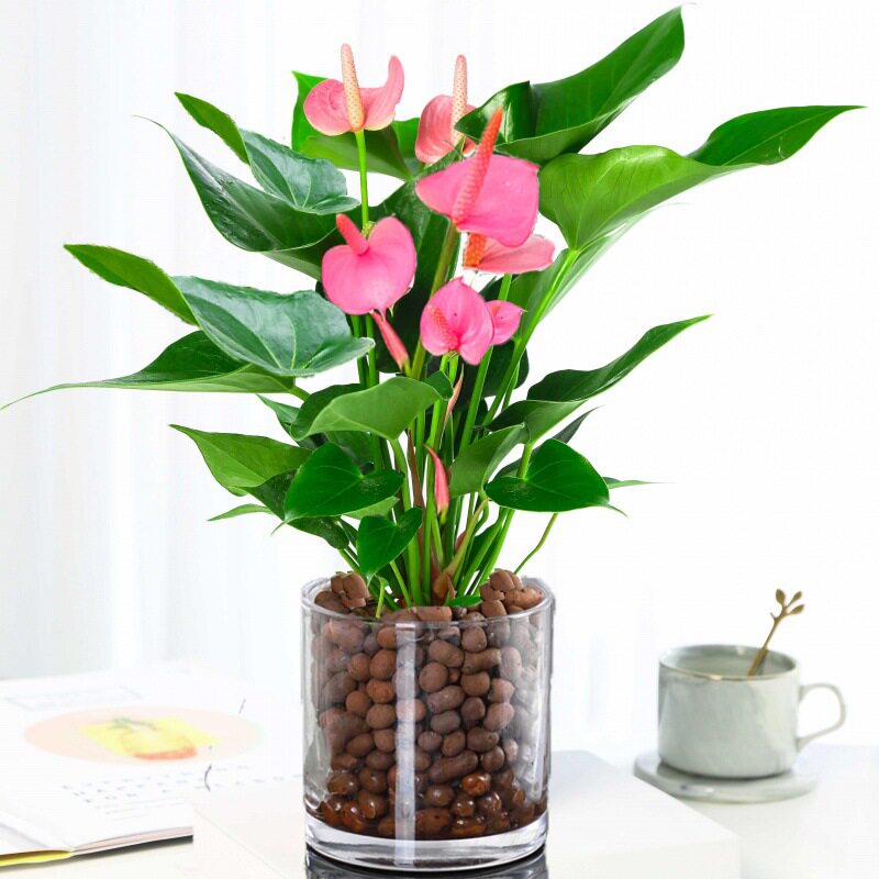 新品绿植 粉掌苗带花 室内盆栽植物 水培红掌绿萝 土培发财树