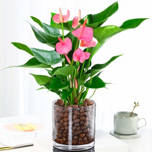 水培红掌绿萝 新品 室内盆栽植物 粉掌苗带花 土培发财树 绿植