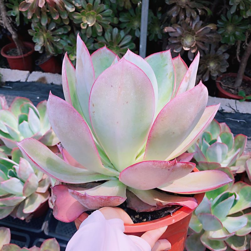 肯尼迪多肉巨大型多肉系列薄叶系植物薄叶中的百变星君经典品种