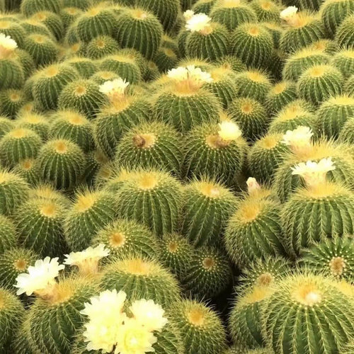 群生仙人球多头盆栽超大金虎仙人