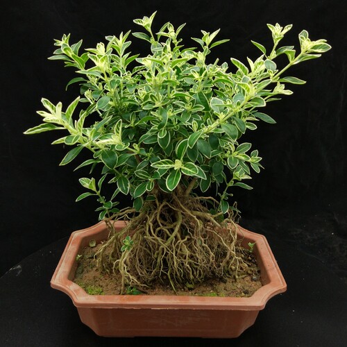 提根六月雪盆景老桩卧室抗电脑辐射木本植物盆栽四季常青易养阳台