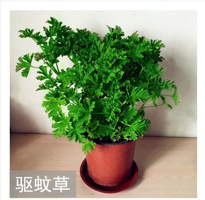 驱蚊草苗植物蚊香夏季室内卧室灭虫杀蚊香草驱蚊绿植盆栽净化空气