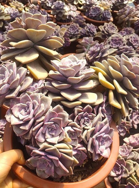 紫乐多肉老桩群生多头带崽精品盆栽紫色花卉新手好养阳台植物绿植