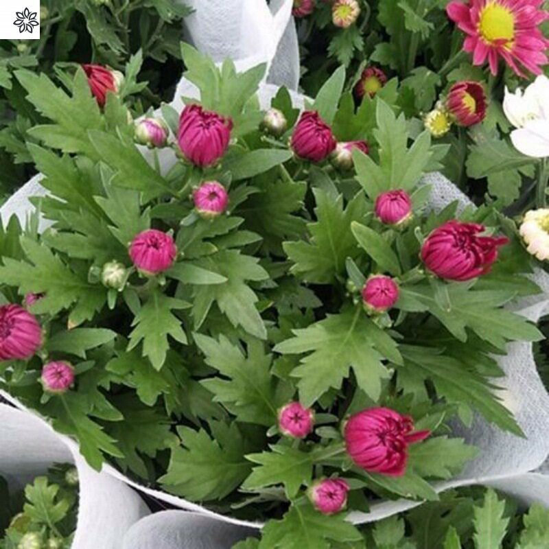 进口荷兰菊花苗花卉盆栽带花苞发货九月菊植物阳台客厅防辐射包邮