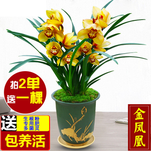 金凤凰兰花苗带花苞浓香型墨兰室内四季好养活花卉绿植盆栽吸甲醛