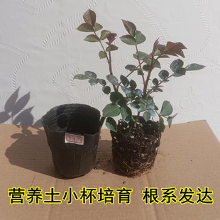 月季小苗扦插花苗四季开花红果汁阳台带花苞爬藤蔷薇玫瑰灌木植物