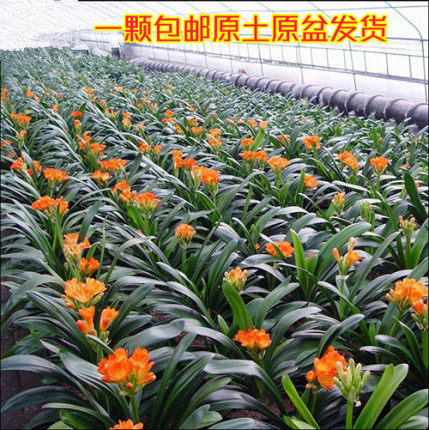 四季君子兰带花苞盆栽小苗室内花卉植物圆头和尚鸳鸯大苗当年开花