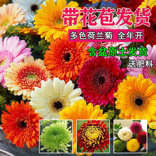 荷兰菊雏菊盆栽 球菊花苗 阳台花卉绿植 庭院植物 多年生开花植物