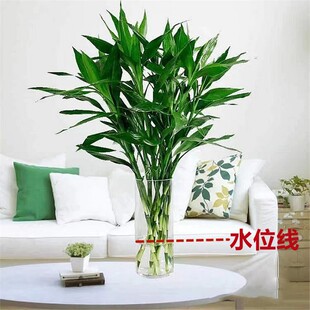 水培植物转运竹花卉绿植室内盆栽绿萝箩水养带根鲜花发财树